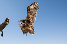 Falconry In The Middle East: What�s The Fascination?