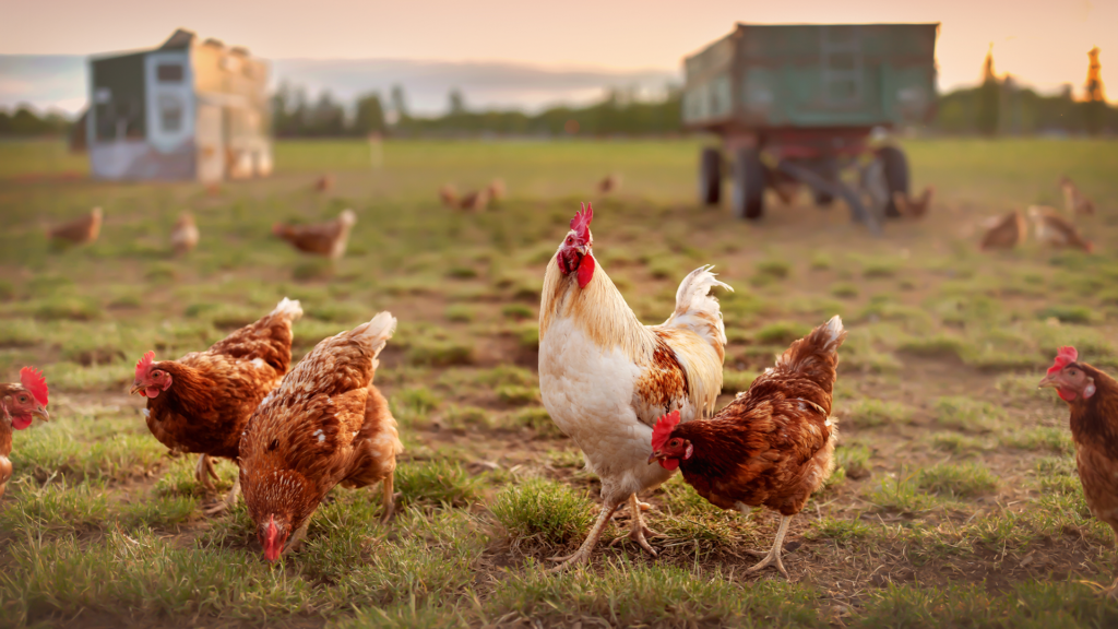 Post Thumbnail - UTRIX Accelerates Growth, Presence and Expertise in MEA to Meet Poultry Farming Challenges