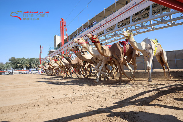 Winner small image - Dubai Camel Racing Club
